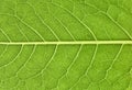 Leaf veins close up