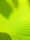 Leaf veins that glowing Royalty Free Stock Photo