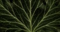 Leaf veins in an ivy leaf Royalty Free Stock Photo