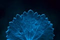 Leaf with veins macro. Blue - color 2020 Royalty Free Stock Photo
