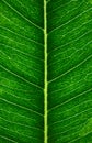 Leaf veins, macro. Plant structure pattern with selective focus. Nature vertical background, wallpaper Royalty Free Stock Photo