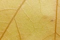 Leaf veins macro shot. The texture of a yellowed leaf. Royalty Free Stock Photo