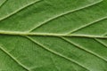 Leaf veins and structure, Macro shot of vascular tissue of the leaf, Natural detail