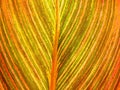 Leaf venation shades of orange green, abstract nature patterns macro