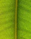 Leaf Venation Pattern in Backlight, Macro Background Royalty Free Stock Photo