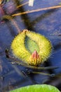 Leaf of Victoria cruziana, or Santa Cruz water lily in a garden pond