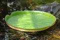 Leaf of Victoria cruziana, or Santa Cruz water lily in a garden pond