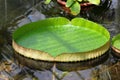 Leaf of Victoria cruziana, or Santa Cruz water lily in a garden pond