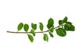 Leaf vine isolates on a white background