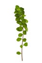 Leaf vine isolates on a white background