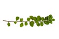 Leaf vine isolates on a white background