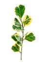 Leaf vine isolates on a white background