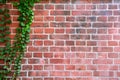 Leaf wall with old brick background. Royalty Free Stock Photo
