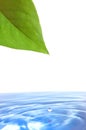 Leaf and water Royalty Free Stock Photo