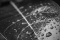 Leaf water drop closeup plant black and white Royalty Free Stock Photo