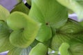 Leaf with water drop from Fragrant plantain lily Royalty Free Stock Photo