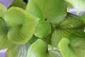 Leaf with water drop from Fragrant plantain lily Royalty Free Stock Photo