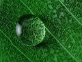 Leaf with water drop macro closeup photo Royalty Free Stock Photo