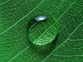 Leaf with water drop macro closeup photo Royalty Free Stock Photo