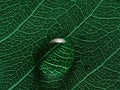 Leaf with water drop macro closeup photo Royalty Free Stock Photo