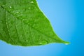 Leaf with water droplet at the tip Royalty Free Stock Photo