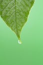 Leaf with water droplet at the tip Royalty Free Stock Photo