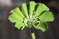 Leaf with water droplets