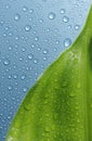 Leaf & water drops Royalty Free Stock Photo