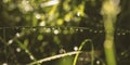 Leaf with water drops on it in a garden under sunlight with a blurry background and bokeh effect Royalty Free Stock Photo