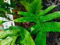 Leaf with water drops green nature Royalty Free Stock Photo