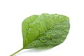Leaf with water drops isolated Royalty Free Stock Photo