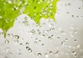 Leaf and water drops. Royalty Free Stock Photo