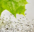 Leaf and water drops. Royalty Free Stock Photo