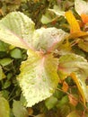 leaf water drops in the nature, amazing water drop in Leaves