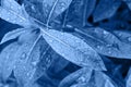 leaf with water drops after the rain for background in classic blue trendy color. Color of the year 2020