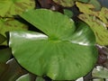 Leaf of water lily