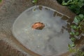 LEAF ON WATER IN A MILLSTONE BIRD BATH Royalty Free Stock Photo
