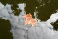 Leaf on water surface Royalty Free Stock Photo