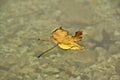 The leaf on the water (foglia sull'acqua)