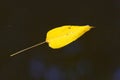 leaf on water Royalty Free Stock Photo