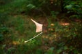 Leaf on the web