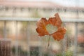 Leaf on wet glass. Autumn maple leaf. Rain drops. Royalty Free Stock Photo