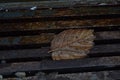 Leaf on Wet Grid at Recoleta in Buenos Aires