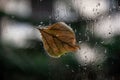 Leaf on a wet window glass Royalty Free Stock Photo