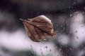 Leaf on a wet window glass Royalty Free Stock Photo