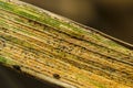 Diseased wheat leaf Royalty Free Stock Photo