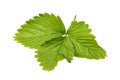 Leaf of a wild strawberry plant Royalty Free Stock Photo