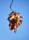 Leaf in Winter hanging from tree branch Royalty Free Stock Photo