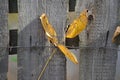 Leaf on wire