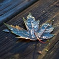 Leaf on wood with dew drops